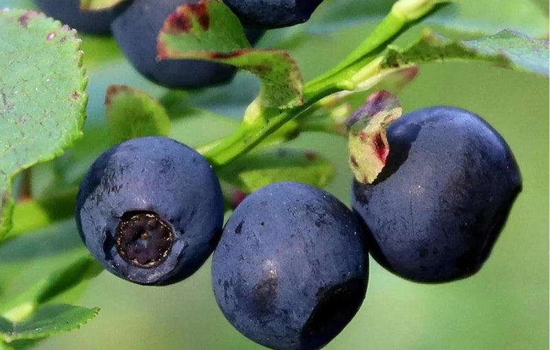 Close-up of wild organic bilberries showing their deep purple and blue colour rich in anthocyanins